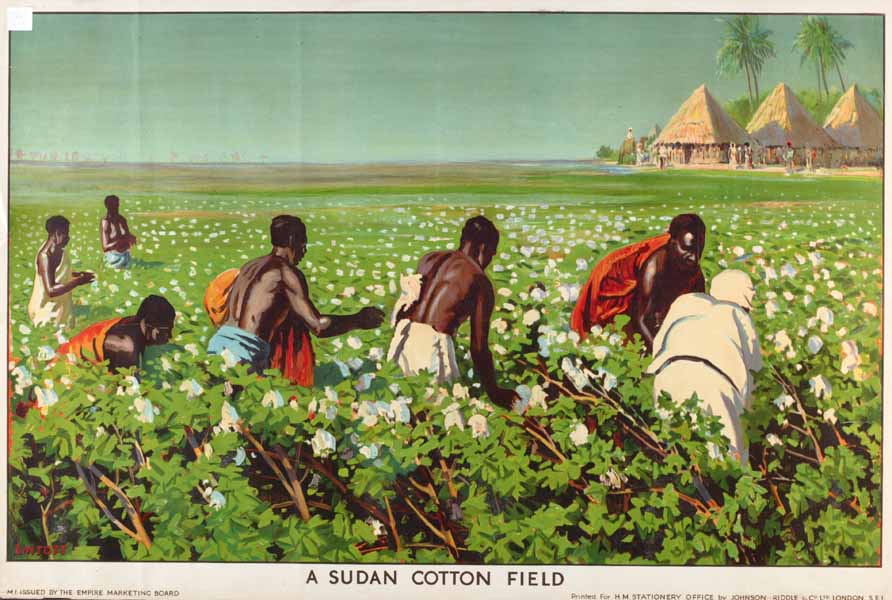 A Sudan cotton field